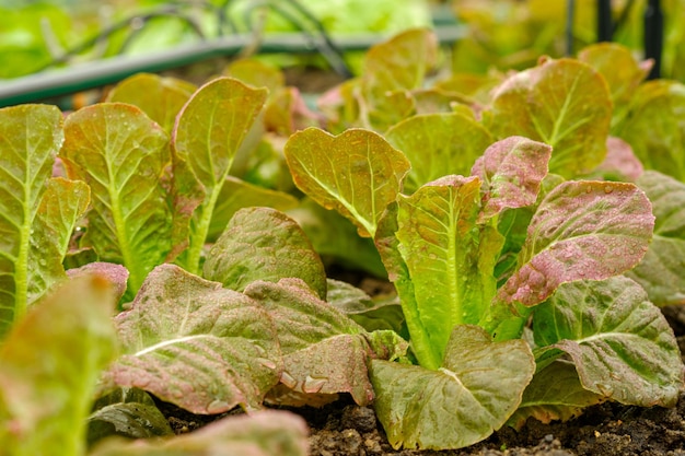 Red cos lettuce vegetable plantation in organic farms