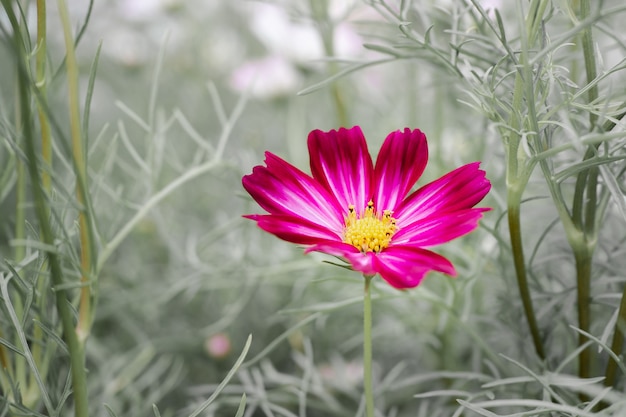 Foto fondo rosso del fiore dell'universo nello stile d'annata.