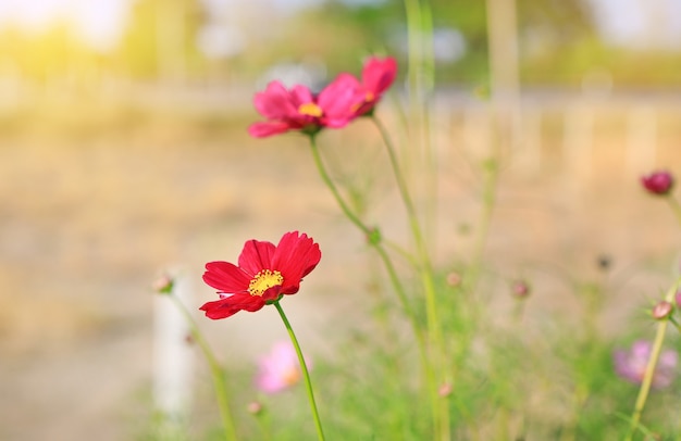 自然の庭で日光の下で赤いコスモスの花。