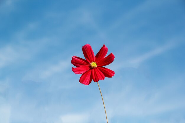 Photo red-cosmos on a natural background