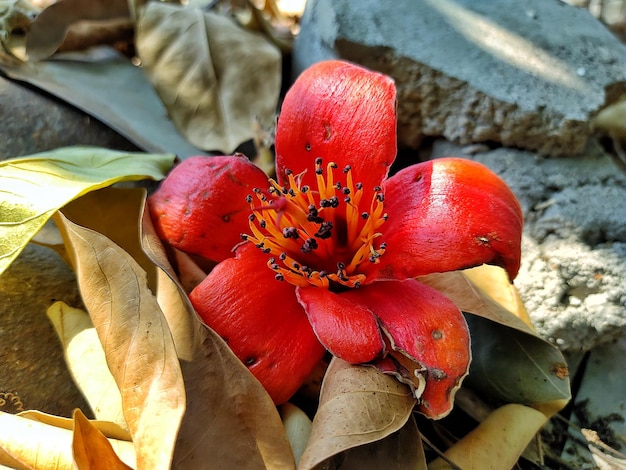 赤い綿の木の花 (bombax ceiba)