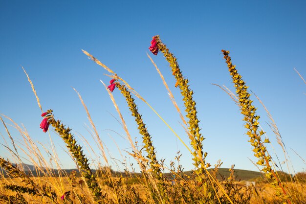 Red countryside flowers