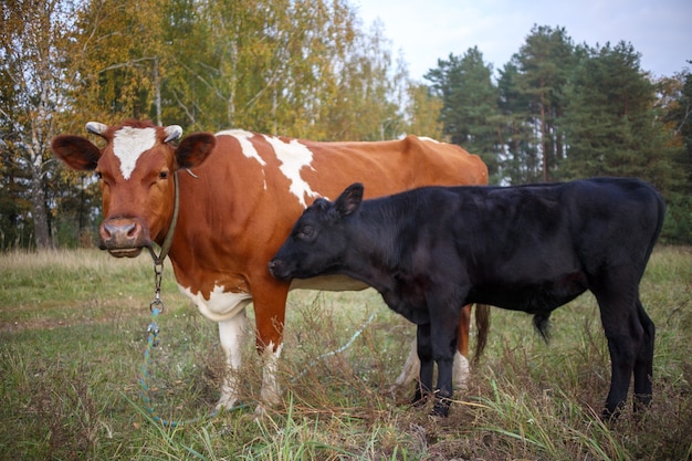 La mucca rossa e il vitello nero pascolano in un campo su uno sfondo di verde