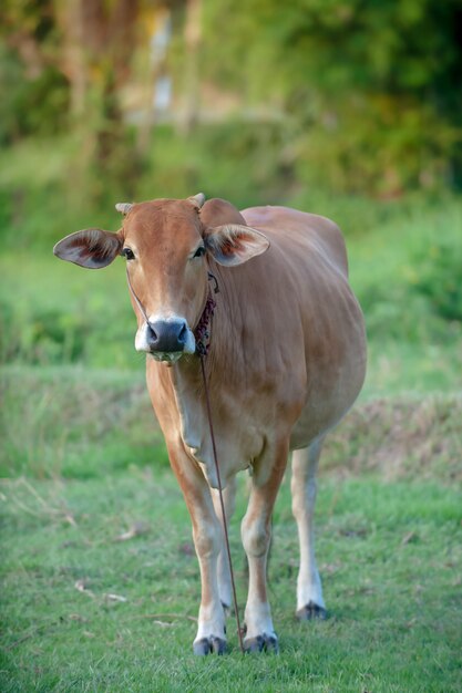 Red cow from standing on green meadow