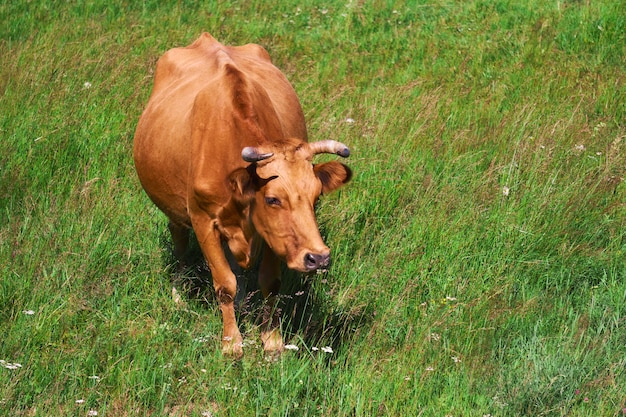 Red cow grazing among the grass in the meadow