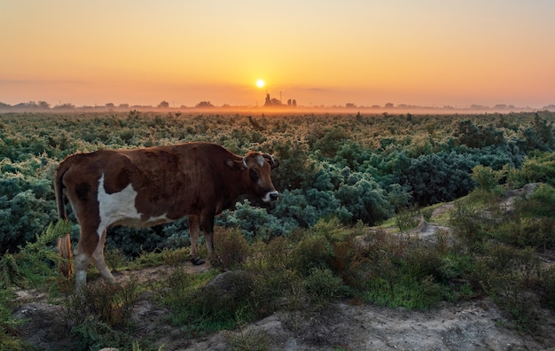 Red cow on green field