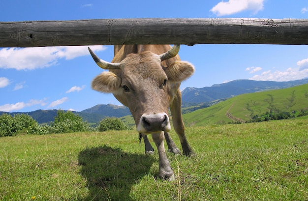 red cow looks into camera, over summer grassland with blue sky