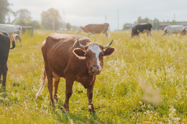 Mucca rossa al pascolo in zona rurale.