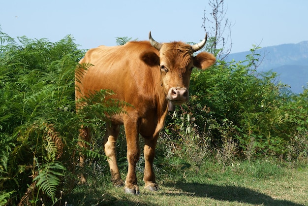 Red cow stands in green bushes in the fern and looks into the camera