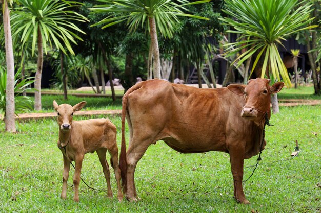 a red cow with her cub