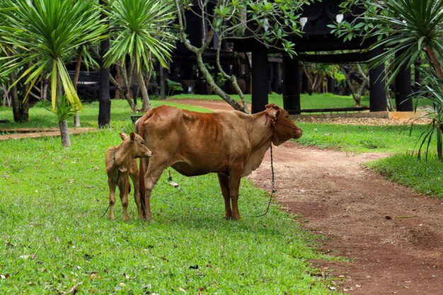 a red cow with her cub