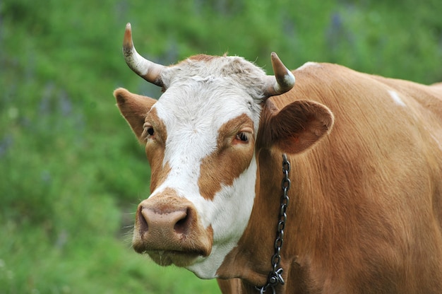 Red cow with horns tethered grazing