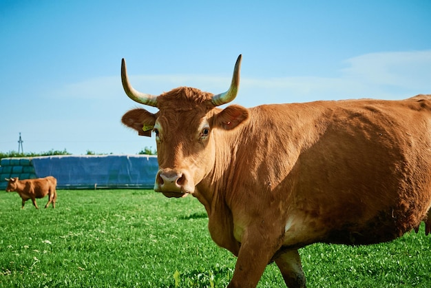 Red cows grazing at summer green field