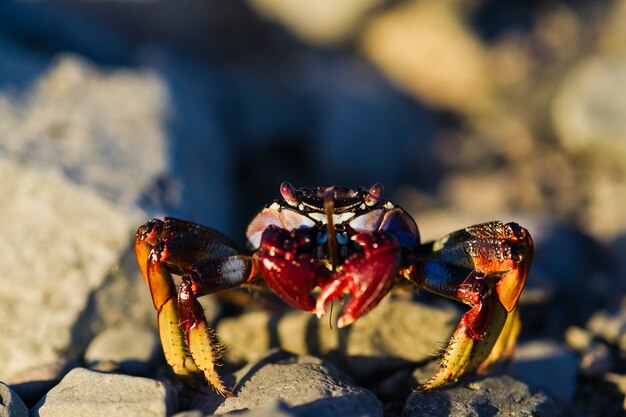 Granchio rosso sulla roccia. copia spazio, messa a fuoco selettiva