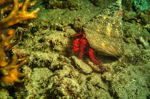 Photo red crab under a shell photo