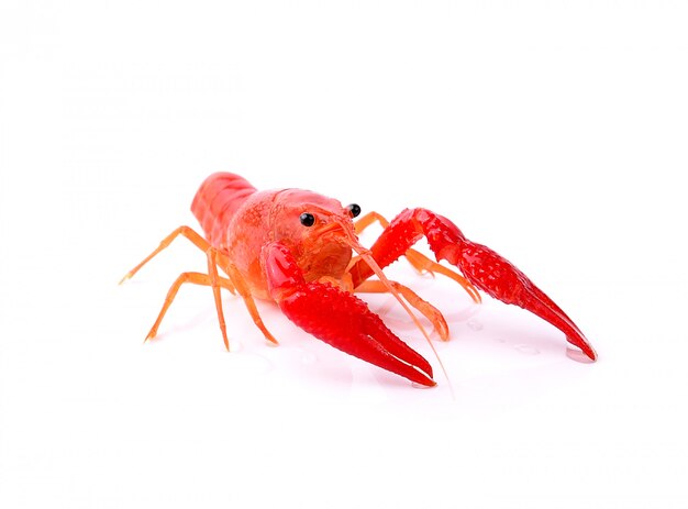 Red crawfish on white space