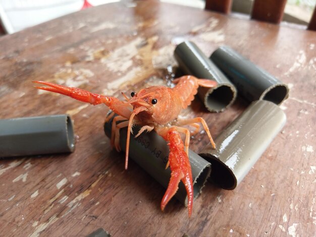 A red crayfish sits on a table with the word crayfish on it.