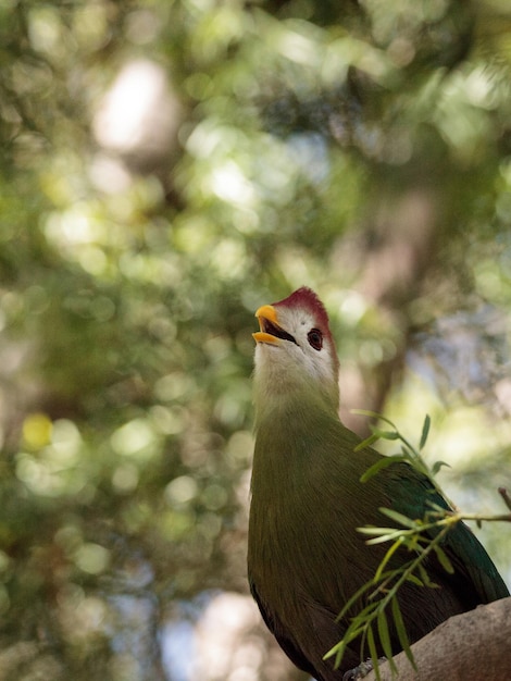 Photo red-crested turaco called tauraco erythrolophus is found in angola and the democratic republic