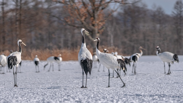 Red-Crowned Crane In Winter