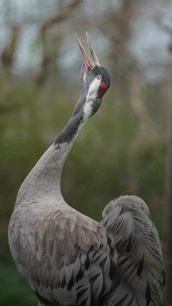 Photo red crowned crane