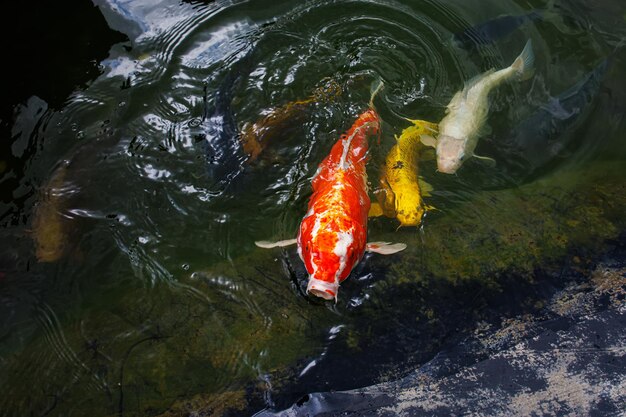 The red cupid pulled its head out of the water swims close to the shore and splashes in the water Koi carp are ornamental domesticated fish