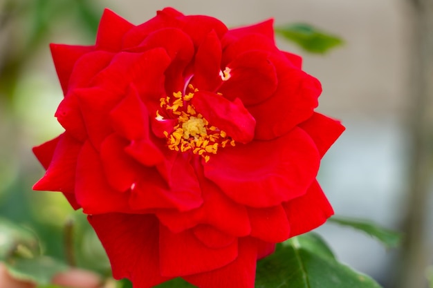 Red curly rose buds closeup love symbol