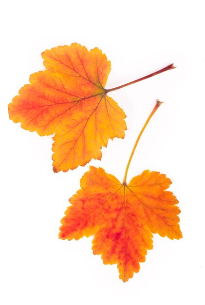 Осенние листья красной смородины, изолированные на белом фоне