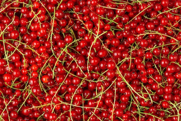 Red currant background Antioxidant food top view