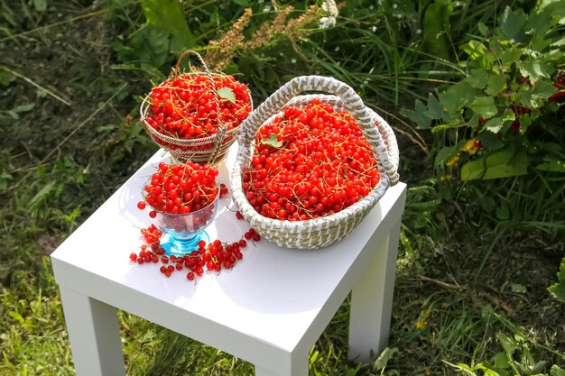 Foto bacche di ribes rosso nella stagione della raccolta delle bacche in campagna