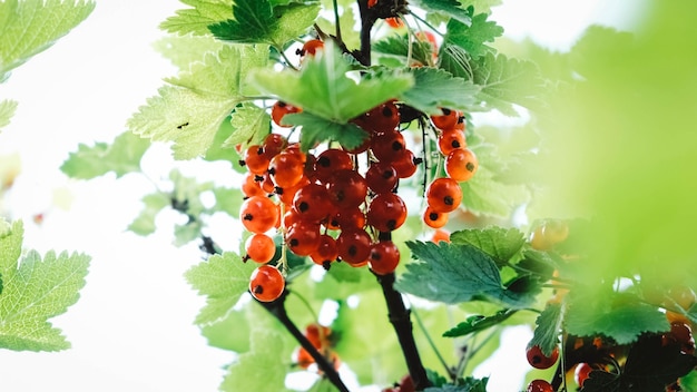 Bacche di ribes rosso su un cespuglio con foglie verdi su un ramo in giardino