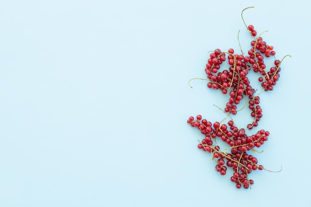 Red currant berries isolated on blue background