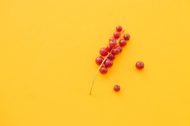 Red currant berries isolated on yellow background