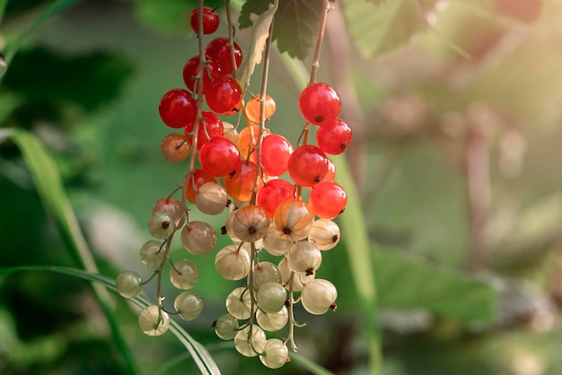 Red currant berries a natural farming concept Useful product Beautiful background