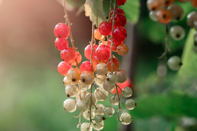붉은 건포도 열매는 자연 농업 개념 유용한 제품 아름다운 배경