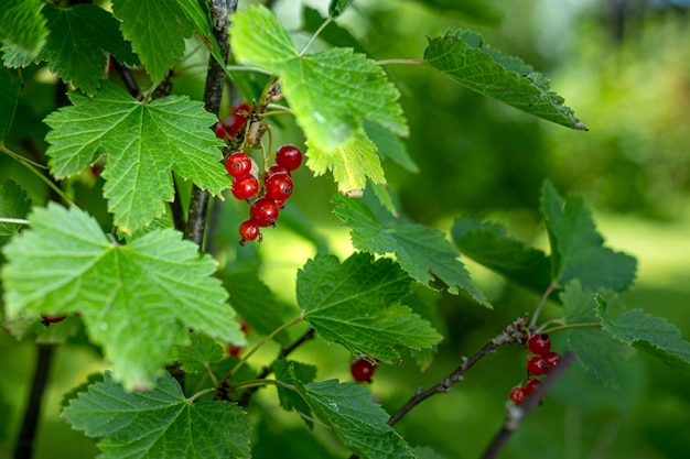 写真 茂みの赤スグリの果実、村の茂みの明るい夏の新鮮な果実、ジャム。高q