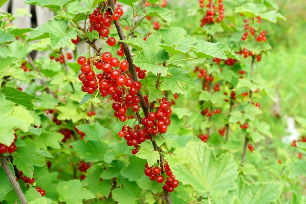 Red currant berries on a shrub branch Summer season fruits on sunlight Selective focus