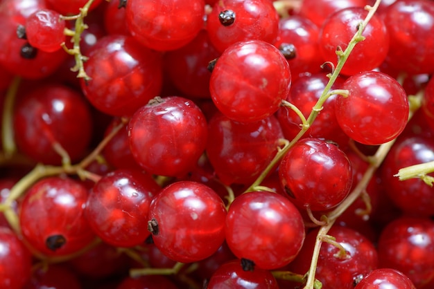 Red currant berry