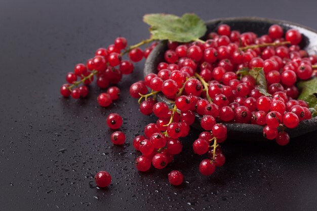 Red currant over black