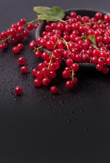 Red currant over black