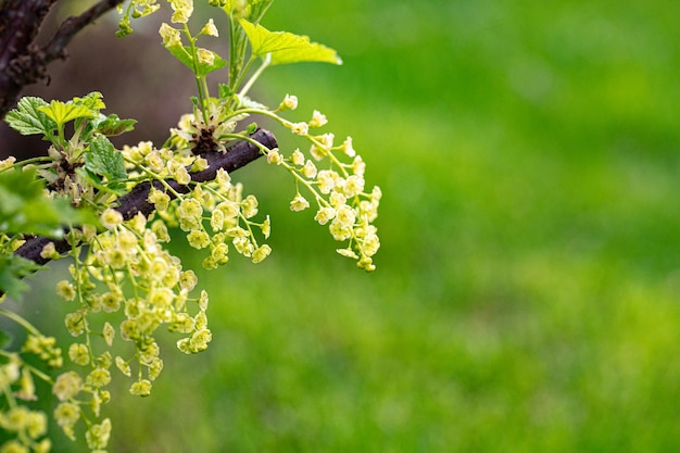 Foto fiore di ribes rosso fiorente giardino cespuglio corrente ribes rosso europeo fiori di ribes rosso coltivati sul ramo