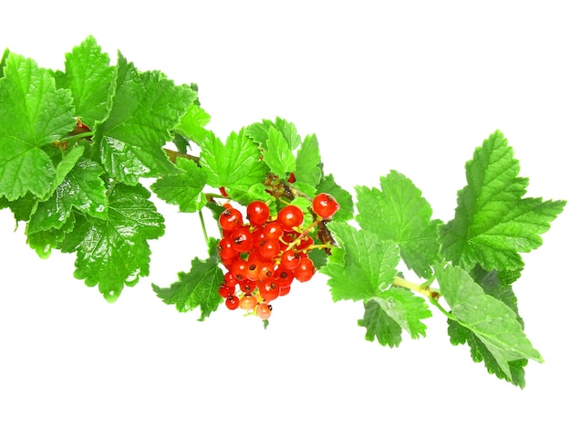 Red currant on branch with foliage . Close-Up. Isolated