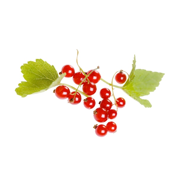 Red currant branch with leaf isolated on white background