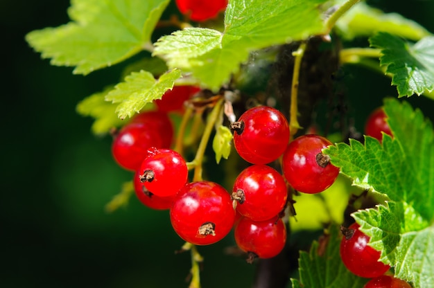 Red currant bunch in fruit garden