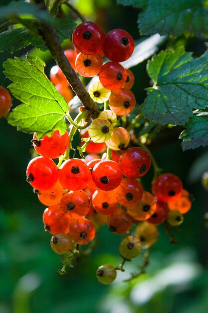 Red currant bush on a green bush in the sunlight