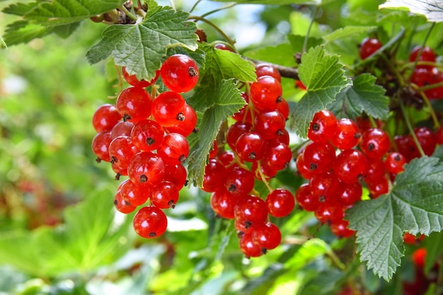 Photo red currant bush