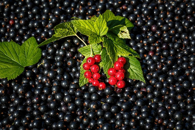 Red Currant close up on the  raw black currant