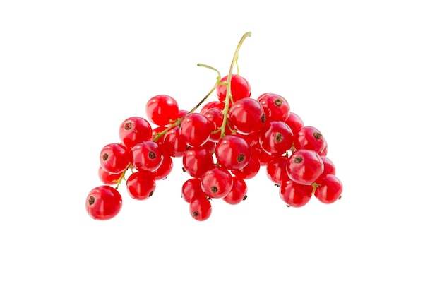 Photo red currant clusters