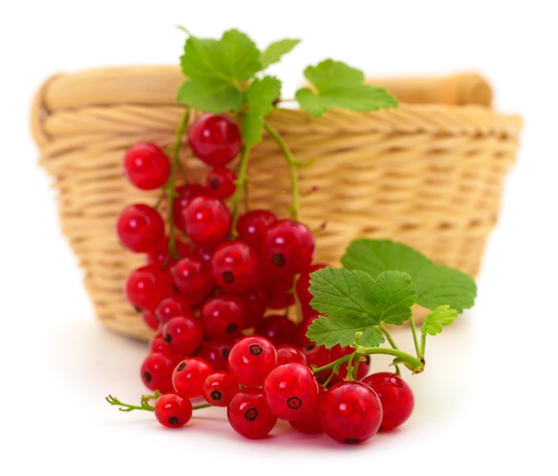 Red currant fruit