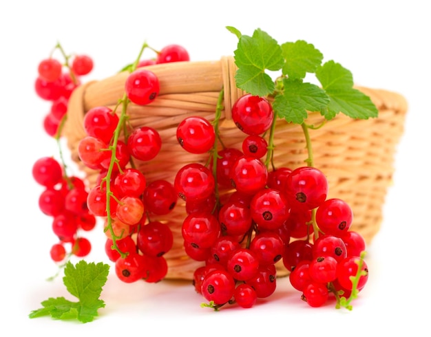 Red currant fruit