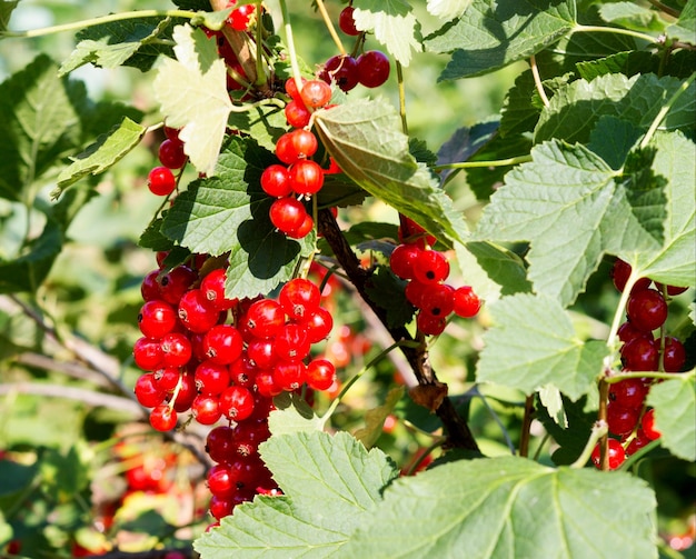 Red currant grows on a bush in garden Ripe and juicy red currant berries on the branch closeup